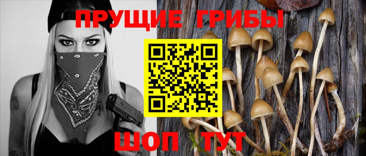 Галлюциногенные грибы Psilocybine cubensis  что такое   Всеволожск  Вход с VPN  Псилоцибиновые грибы мицелий 